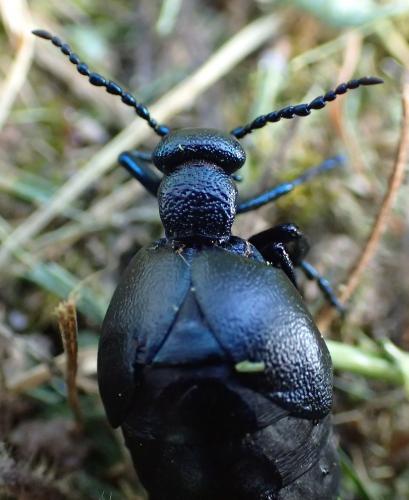 Réf. 203 798 : Meloe proscarabaeus